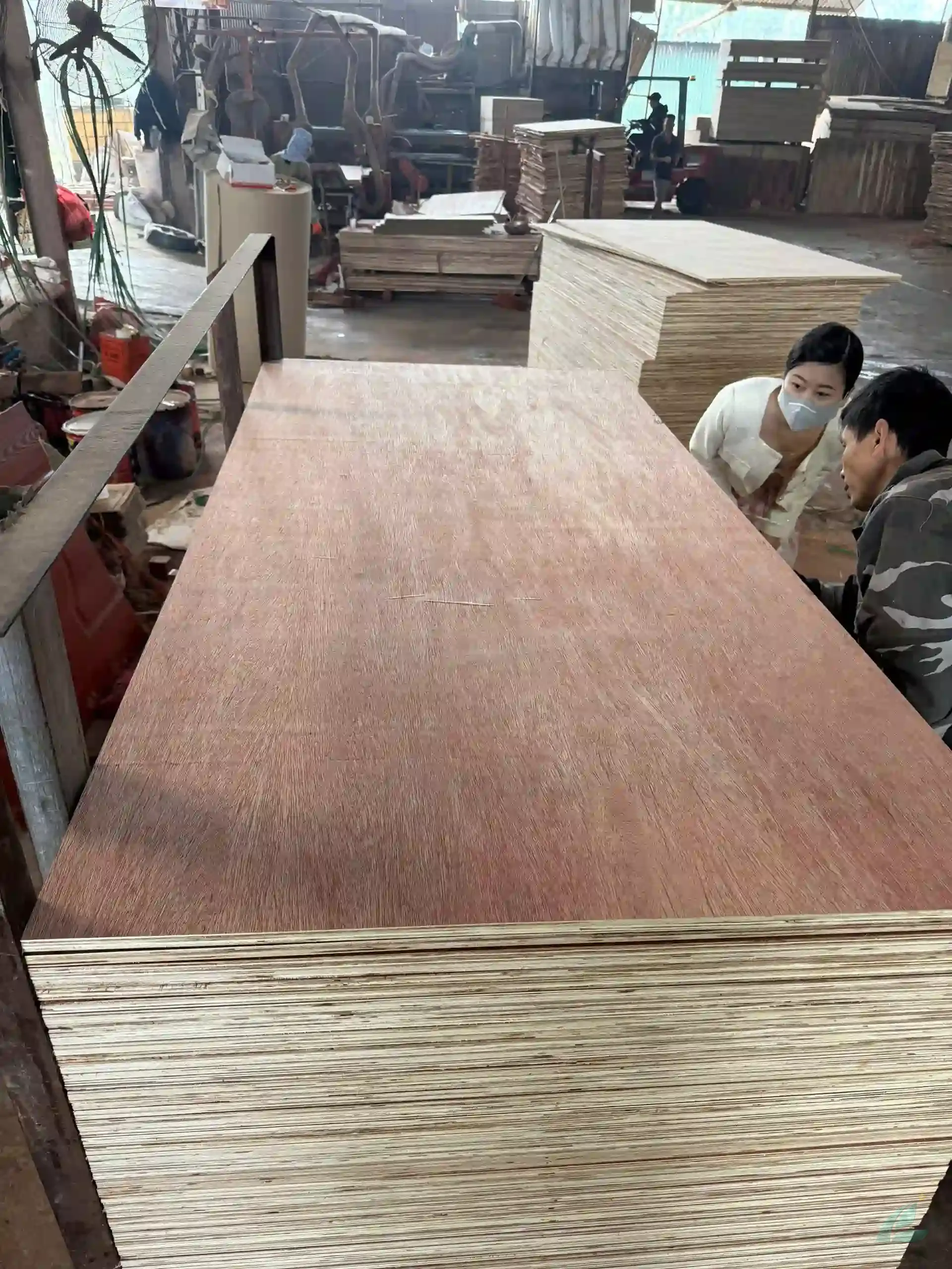bintangor face veneer commercial grade plywood Vietnam export HCPLY