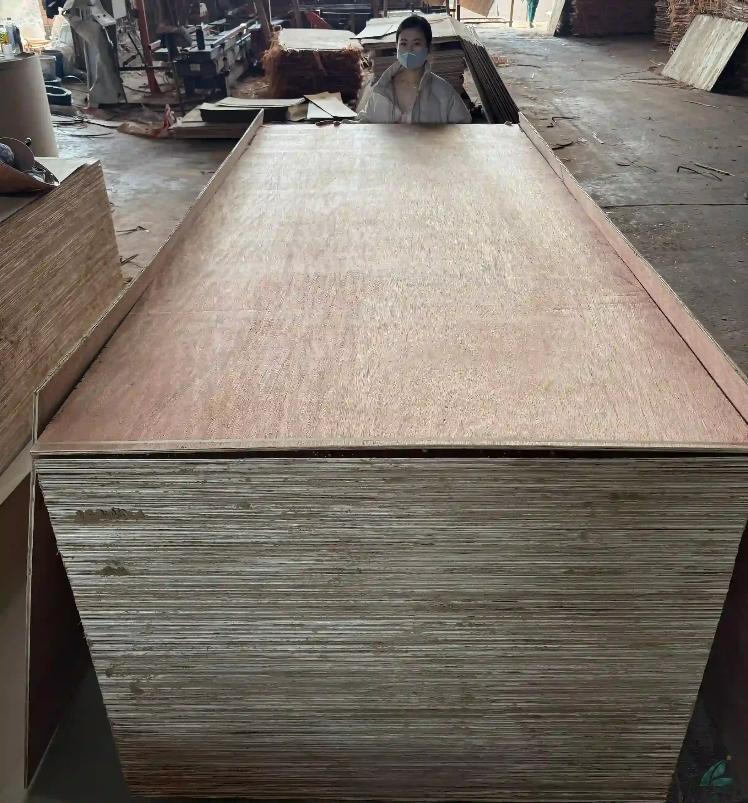 Bintangor plywood Vietnam export grade A furniture HCPLY