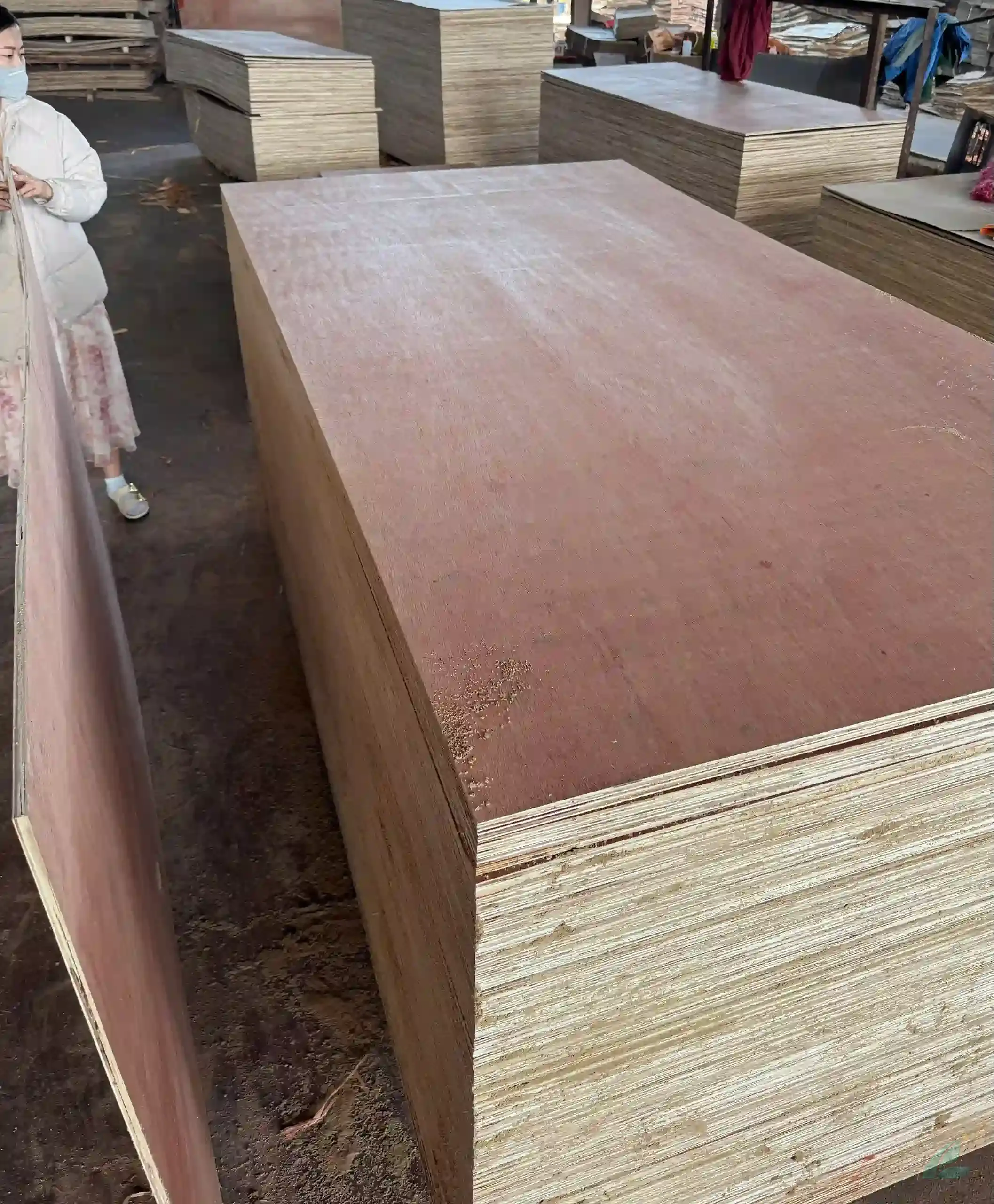Bintangor Plywood