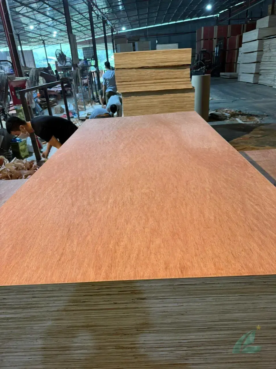 Bintangor plywood Vietnam export packing bundles HCPLY ready for loading