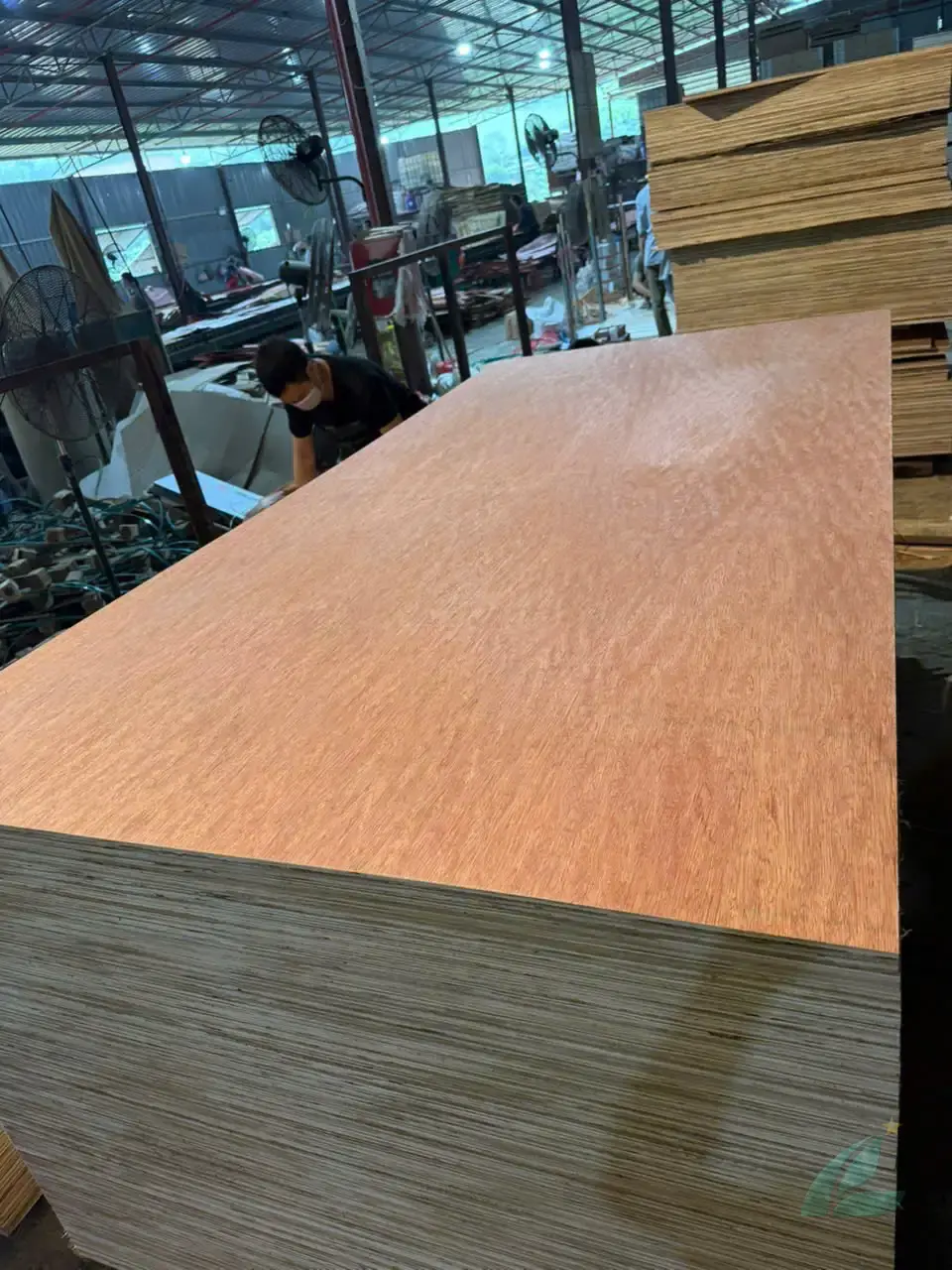 Bintangor Plywood Vietnam — HCPLY