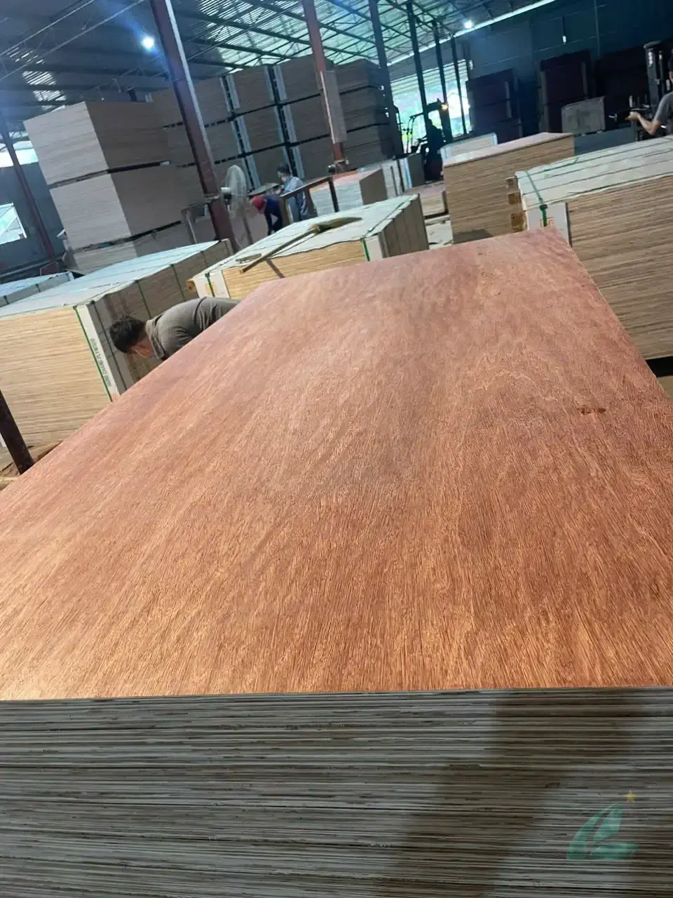 Bintangor plywood Vietnam stacked panels export HCPLY
