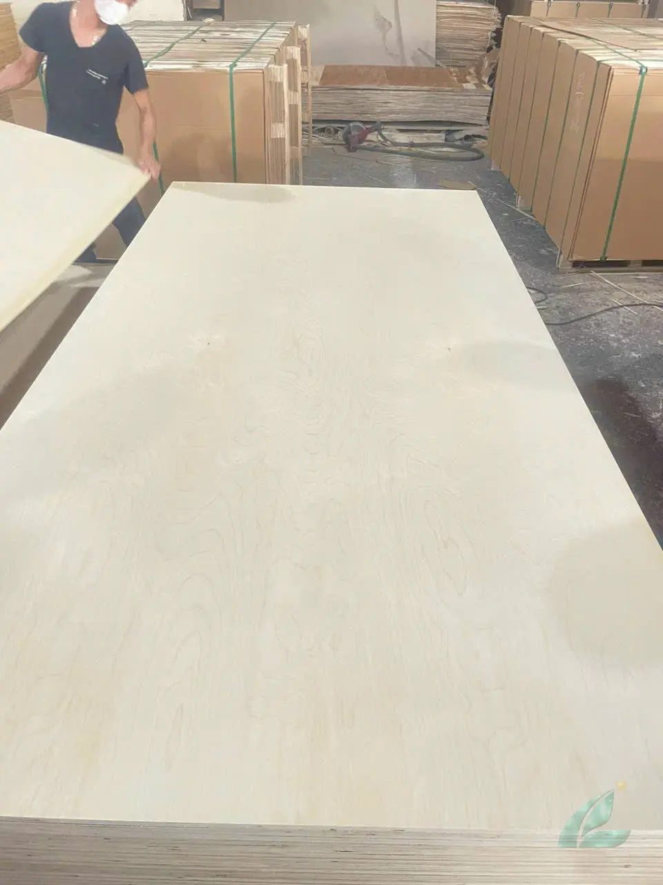 Birch Plywood — HCPLY - Vietnam Plywood