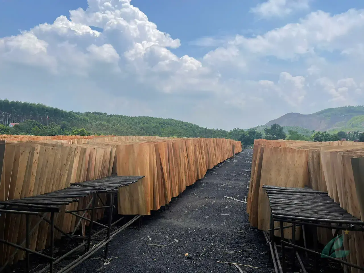 Eucalyptus core veneer Vietnam stack HCPLY factory