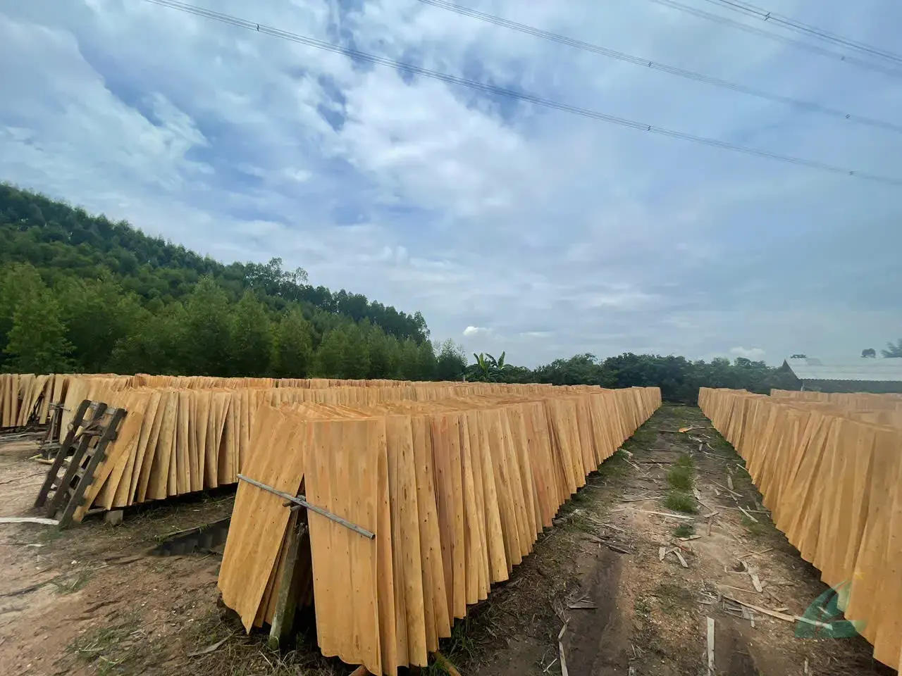 Eucalyptus core veneer Vietnam export high density HCPLY