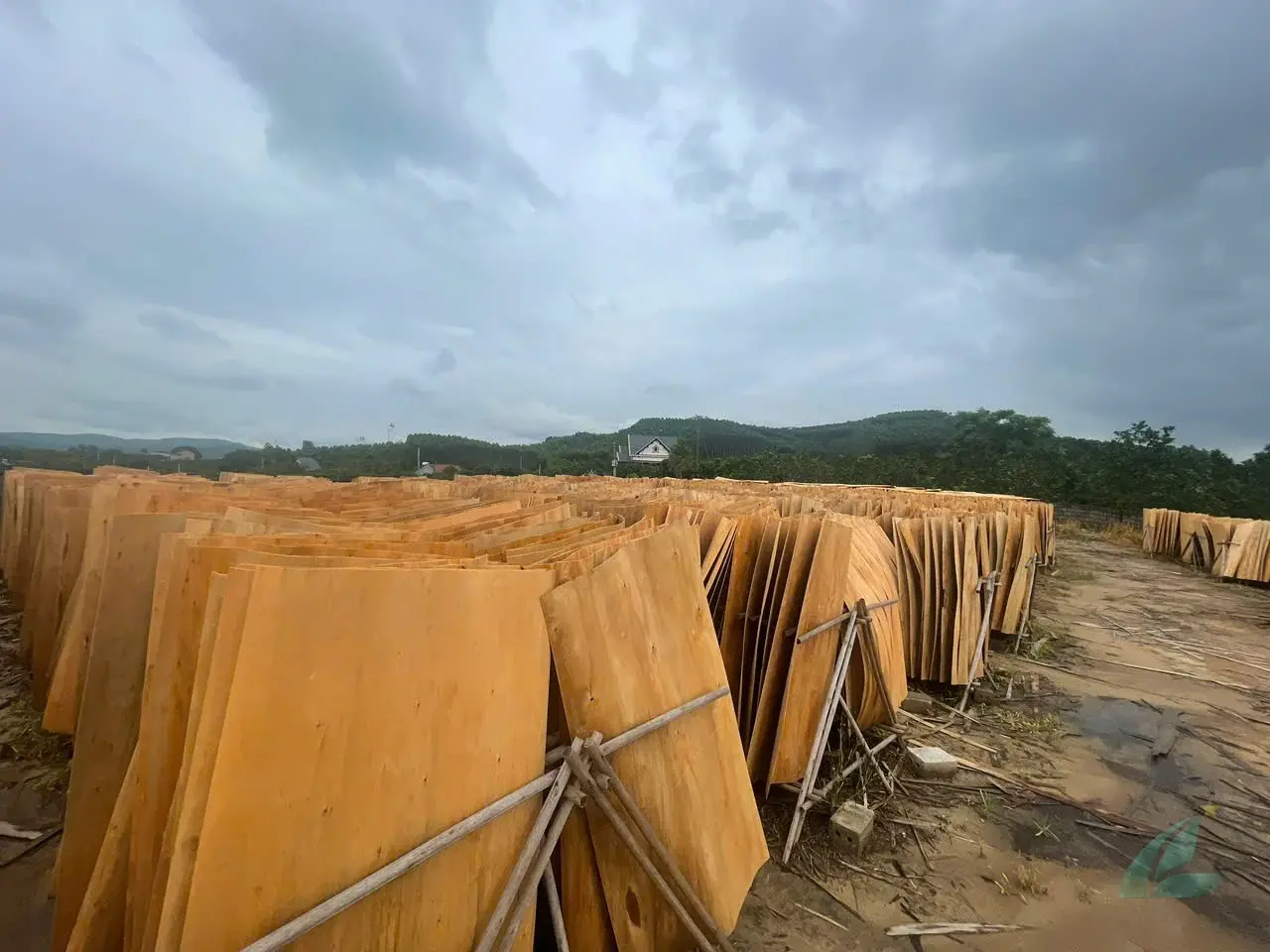 Eucalyptus core veneer Vietnam export bundles HCPLY manufacturer