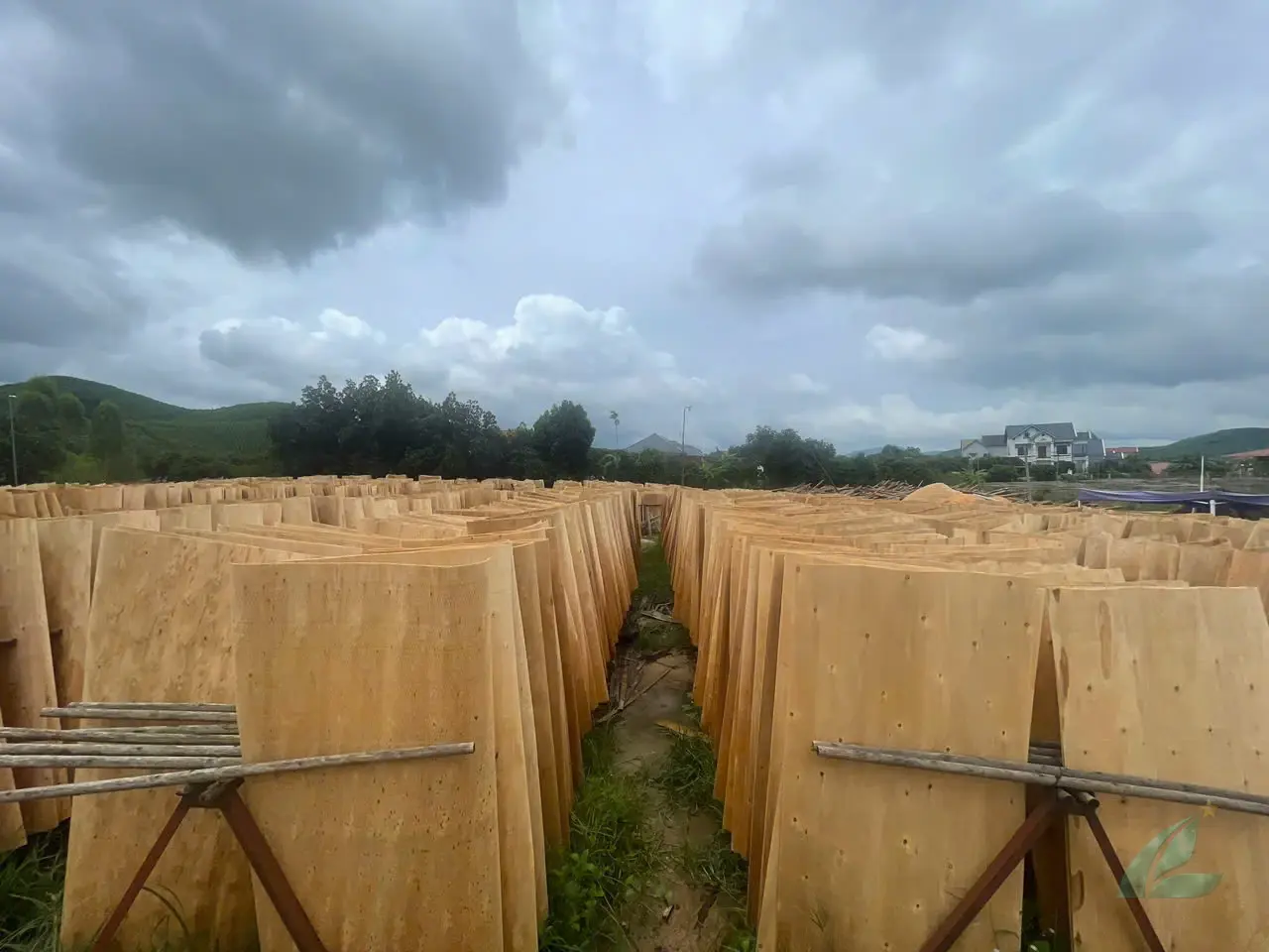 Eucalyptus core veneer Vietnam plantation sourced sheets HCPLY