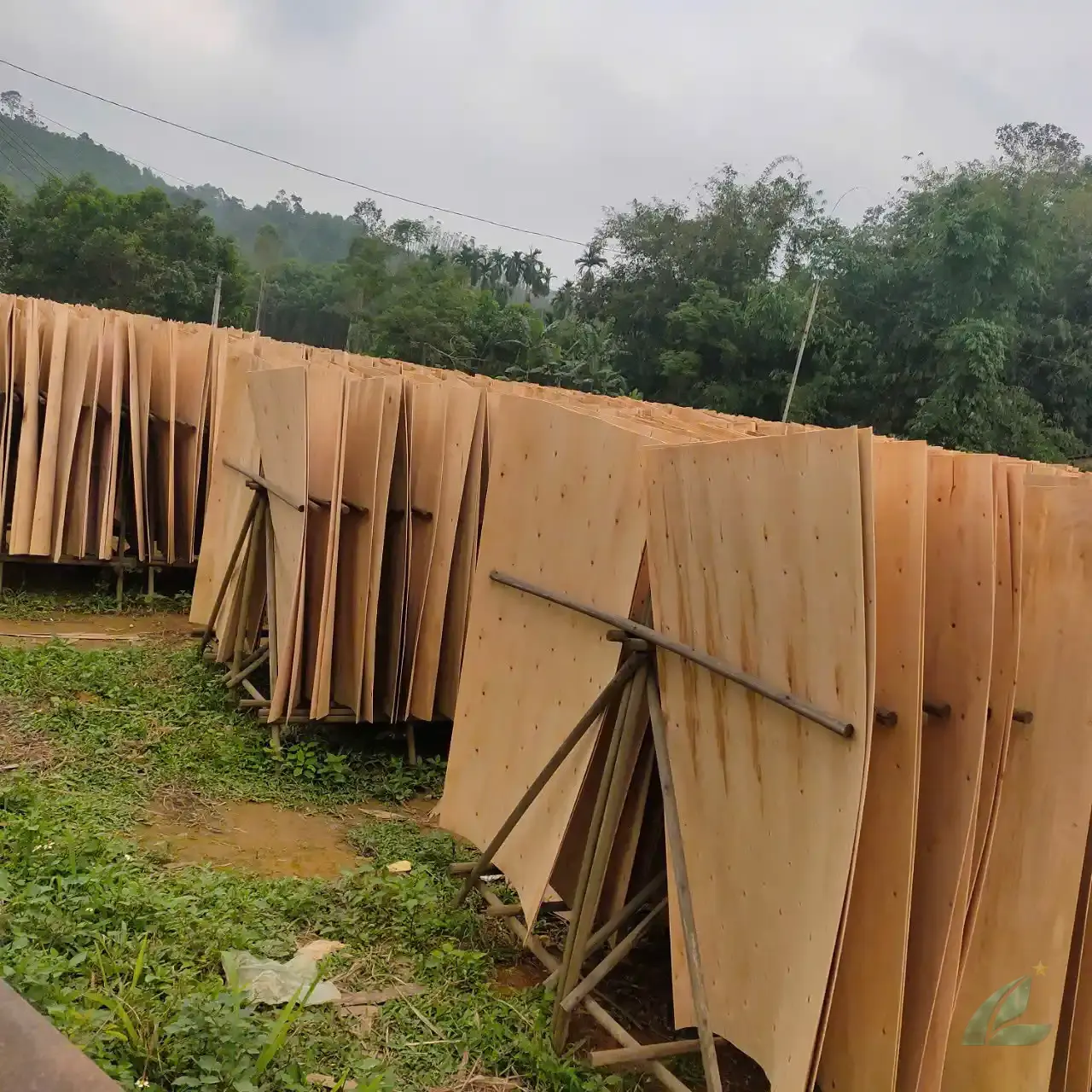 Eucalyptus core veneer Vietnam bundles export HCPLY