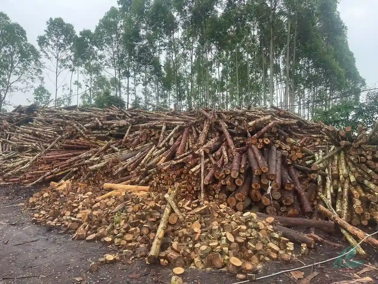 Eucalyptus core veneer Vietnam bundle overview HCPLY factory