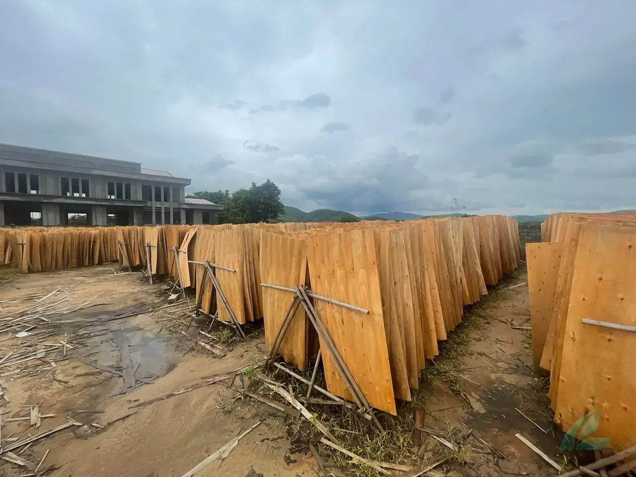 Eucalyptus core veneer Vietnam final batch HCPLY export ready