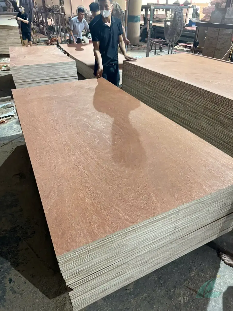 Gurjan plywood Vietnam premium export grade hcply 015