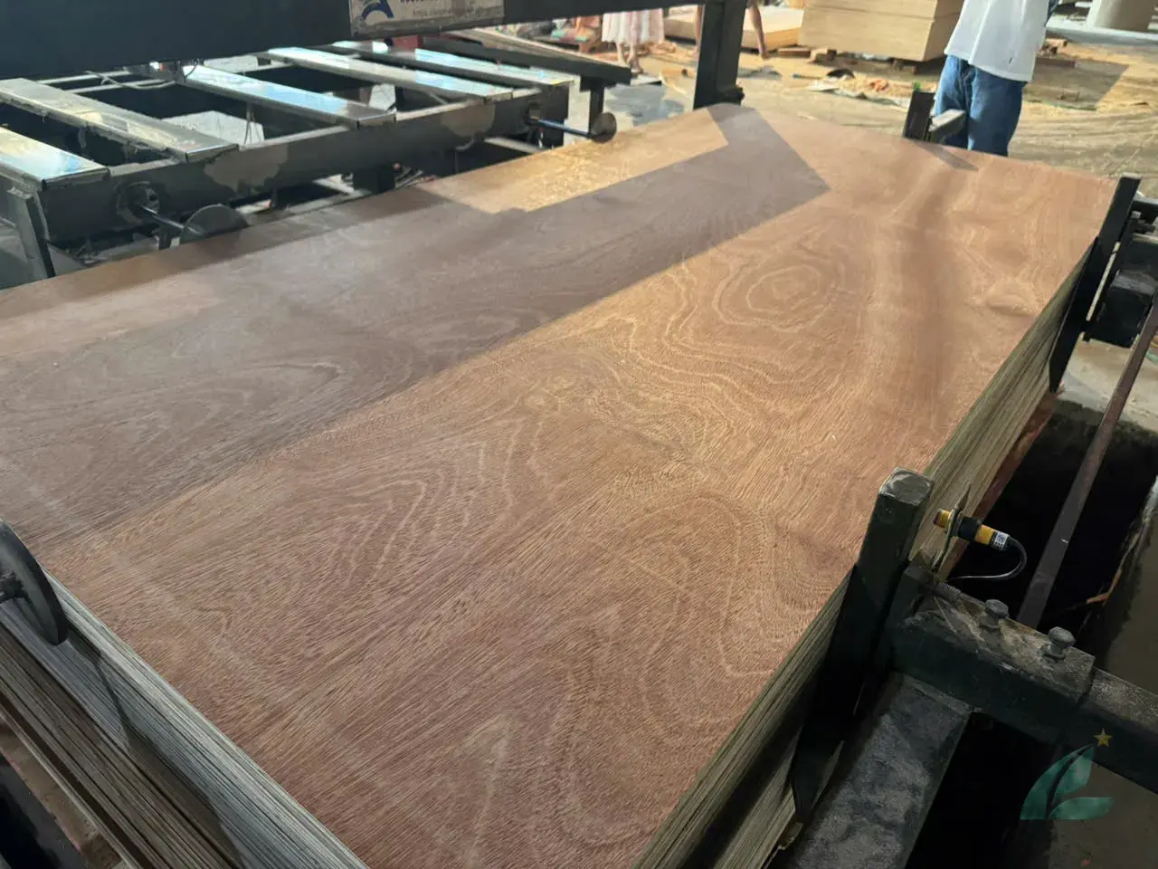 Gurjan plywood Vietnam premium export grade hcply 087
