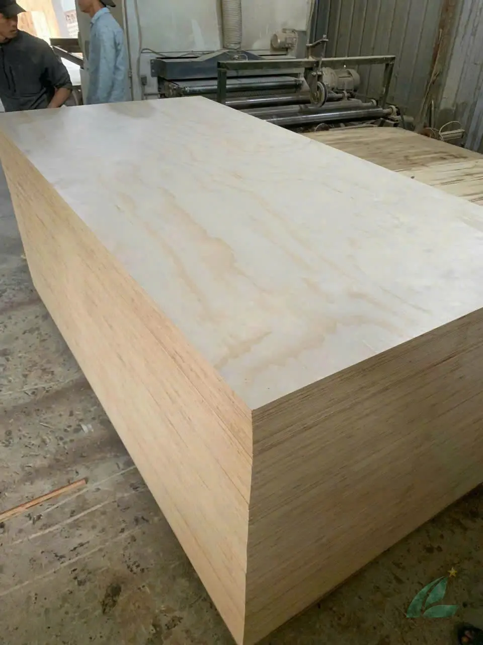 Pine Plywood — HCPLY - Vietnam Plywood